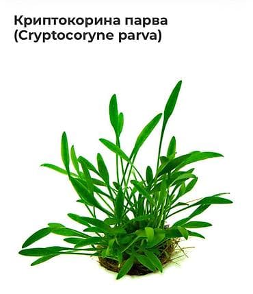 купить малек форели: Криптокорина парва (Cryptocoryne parva) — компактное аквариумное — 4