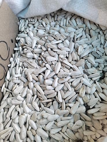 мешки для винограда: Семечки подсолнечные белые (в мешке, навал) - Крупные ядра в белой — 3