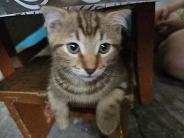 Животные: Скотиш Фолд (Шотландская вислоухая), 2 месяца, Мальчик, Приучена к лотку — 5
