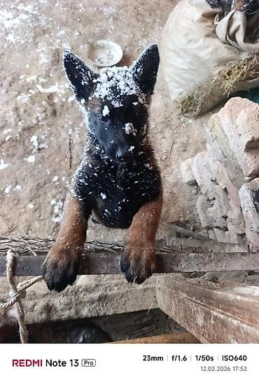 Башка жаныбарлар: Щенки бельгийской овчарки (малинуа). - Окрас: рыже-палевый с — 7