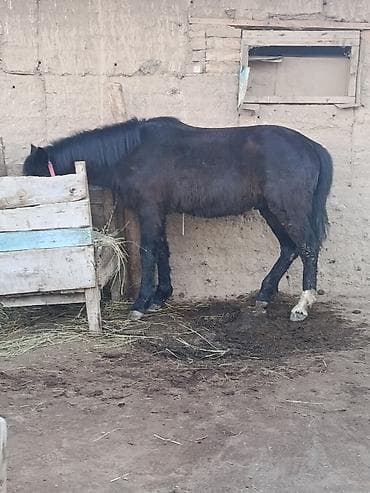 Продаю | Конь (самец) | Рабочий