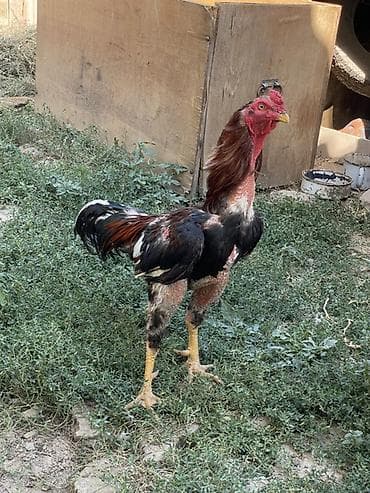 Айыл-чарба жаныбарлары: Сатам | Короздор | Тебиштирүүчү | Көбөйтүү үчүн — 4