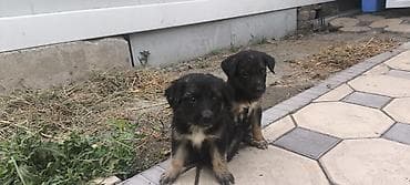 cane corso: Овчарки щенки Описание: - Возраст: примерно 2 месяца (по фото — ещё — 5