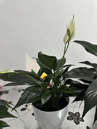 монстера с белыми листьями купить: Спатифиллум (Spathiphyllum) в декоративном горшке - Кустовой — 2