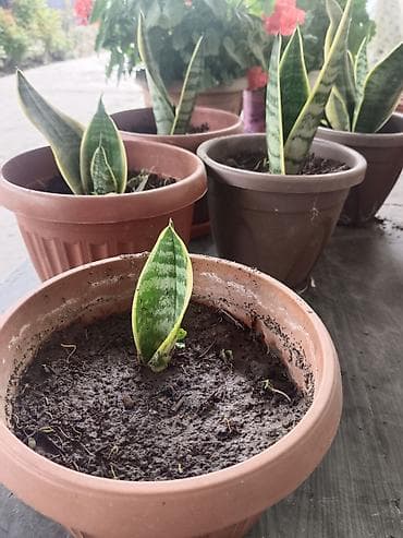 Комнатные растения: Сансевиерия (Sansevieria trifasciata, «щучий хвост», «тещин язык») в — 6