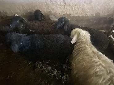 сколько стоит кролик домашний: Продаю | Баран (самец), Ягненок | Полукровка | Для разведения, На забой, Для шерсти | Ярка, Осеменитель — 8