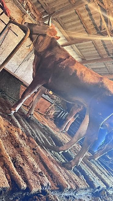 продажа собак бишкек: Продаю | Корова (самка), Тёлка | Голштин, Швицкая | На откорм, Для разведения, Для молока — 1