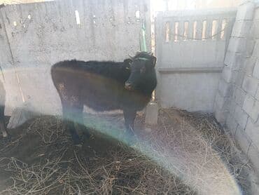 продаю связи с переездом: Сатам | Кунаажын | Бордоп семиртүү үчүн | Кысыр, Байланган — 6