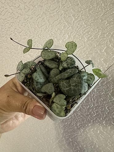 домашный цветок: Укорененные черенки 150-350 сом — 1