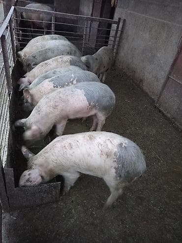 туки: Продаю | Поросенок | На забой — 2
