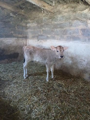 купить айширскую корову: Продаю | Тёлка | На откорм | Искусственник — 4