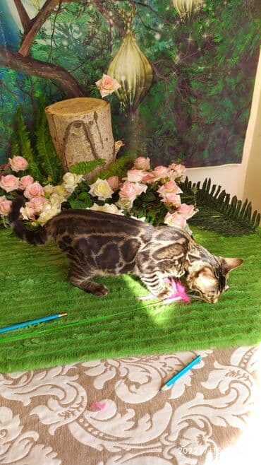 бенгальский леопардовый кот: Профессиональный Питомник Бенгалов . Бен Гла Мур предлагает Очень — 11