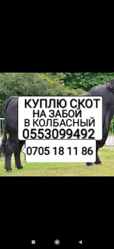 продажа щенков немецкой овчарки с документами в бишкеке: Куплю | Коровы, быки, Лошади, кони, Другие с/х животные | Круглосуточно, Любое состояние, Забитый — 1