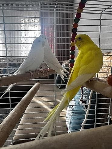 кошки маленкие: Волнистые попугаи с полной клеткой и аксессуарами - Вид: волнистые — 3