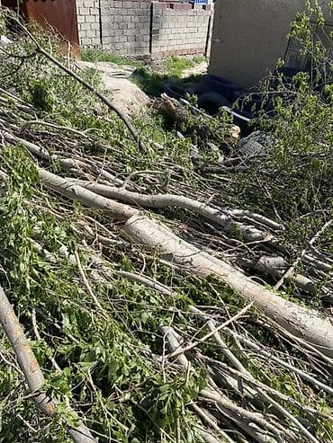 сухие дрова: Дрова — 2