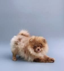 продажа щенков русского спаниеля: Шпиц, 5 айлык, Эркек — 6