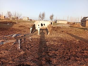 корова с телёнком: Продаю | Корова (самка) | Голштин | Для молока — 2