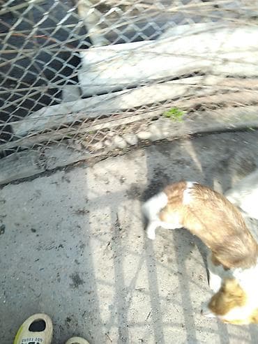 Продажа собак: Щенки средних размеров, активные и любопытные. Окрас рыже-белый с — 3