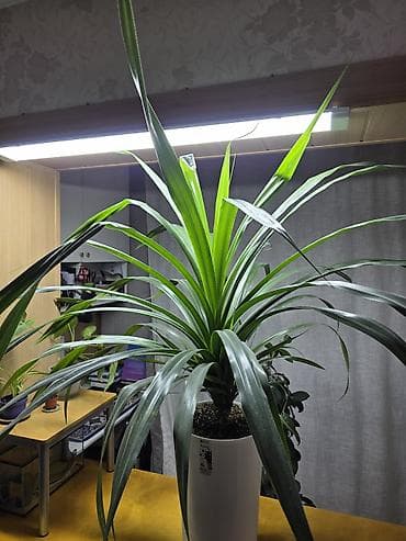 4 pot: Комнатное растение – Панданус в высоком белом кашпо. - Эффектная — 3