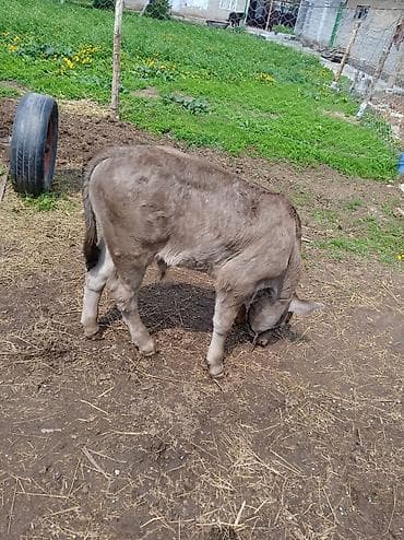 ветеринар бишкек: Продаю | Бык (самец) | На откорм | Привязанные — 2