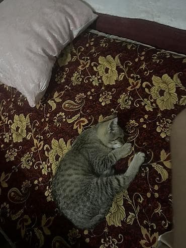 куплю кота: Отдам в хорошие руки. Девочка — 1