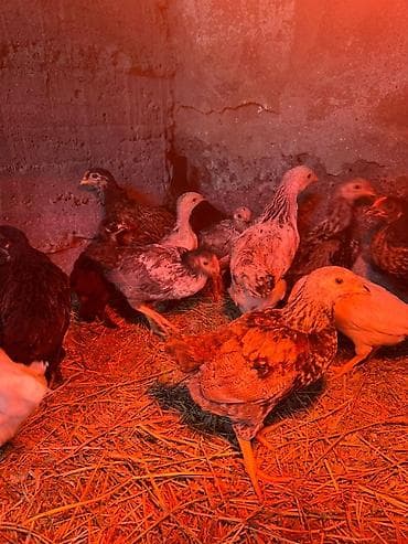 Айыл-чарба жаныбарлары: Сатам | Балапандар | Көбөйтүү үчүн — 5