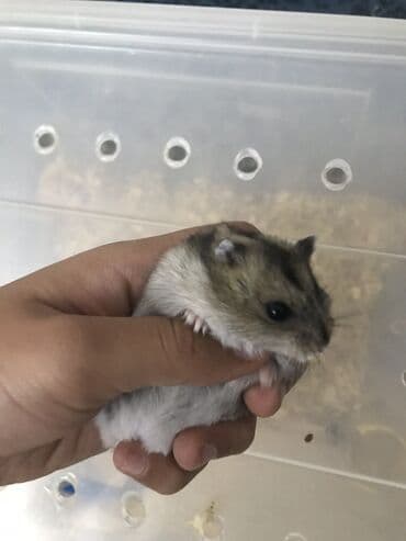 отдам в хорошие руки породистого щенка: Продаю хомяков джунгарских, остались только 2, один малчьчик, одна — 4
