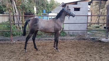 собака доберман цена: Продаю | Жеребец | Арабская | Для разведения | Племенные — 2