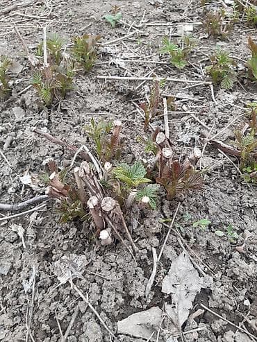 газ аа: Полка сорту - Сортовая малина, кустовая посадка. На фото — мощные — 2