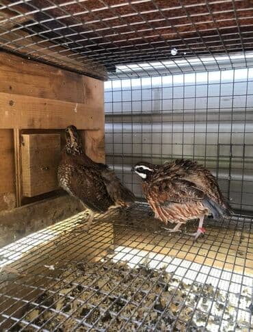 коровы дойные: Продаю | Петух, Куры — 3