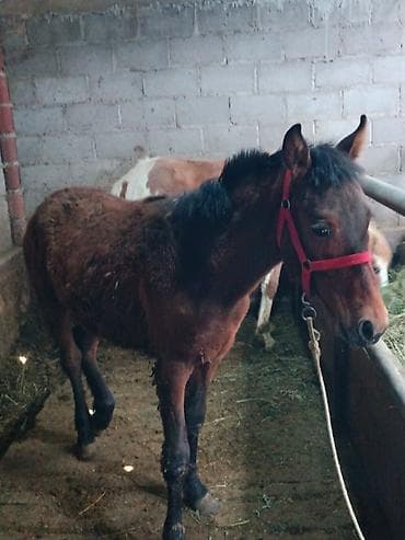 жеребая: Продаю | Жеребец | Для разведения — 6
