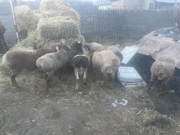 Собаки: Продаю | Овца (самка) | Для разведения — 4