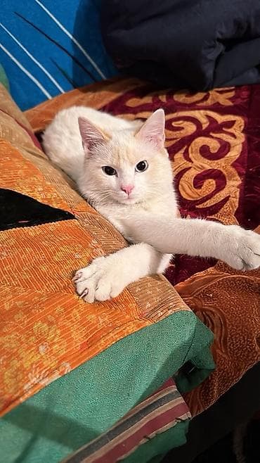 1 год, Мальчик, Приучена к лотку, Метис, С прививками