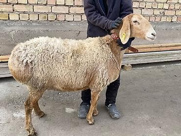 овцы токмак: Продаю | Баран (самец) | Арашан | Для разведения | Матка — 2