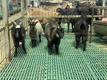 продам сельхоз животных: Продаю | Козлёнок | Для разведения — 1