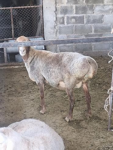 булдок сабака: Продаю | Овца (самка) | Для разведения | Матка — 1
