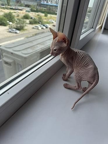 кошка свинкс: Сфинкс, 2 месяца, Девочка — 4