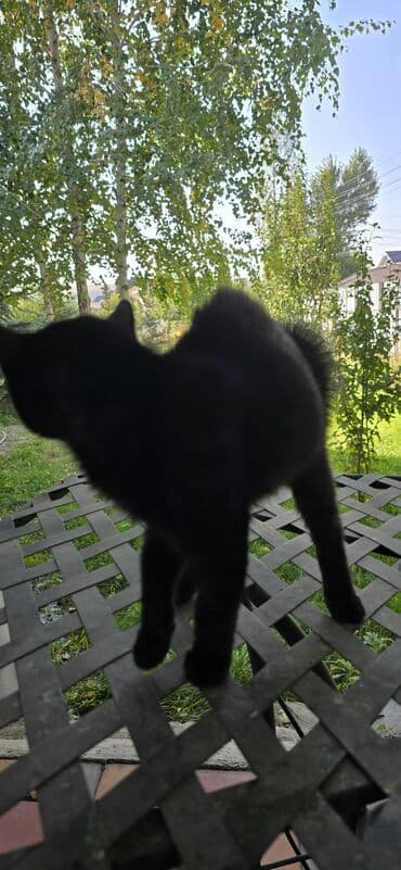 отдам даром вислоухого котенка: Чёрный котёнок - Окрас: однотонный чёрный, блестящая шерсть средней — 5