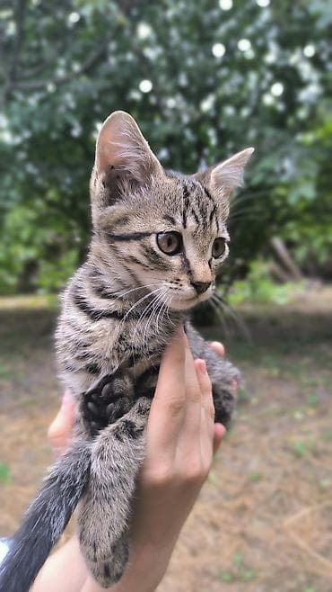 Мышыктар: Котёнок классического тигрового окраса (коричневый табби) с — 1