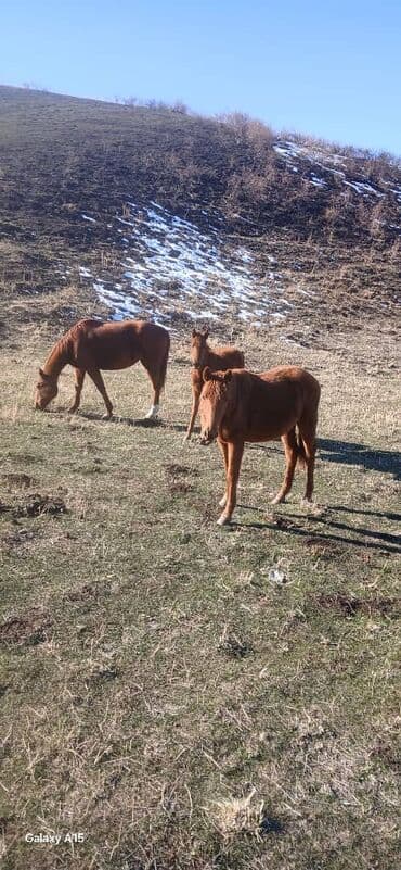продажа кормов для сельскохозяйственных животных: Продаю | Кобыла (самка) | Для разведения — 3