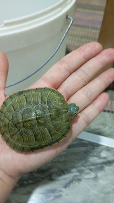 продажа собак чихуахуа: Молодые водные черепахи (красноухие). на заказ. - Вид: Trachemys — 6