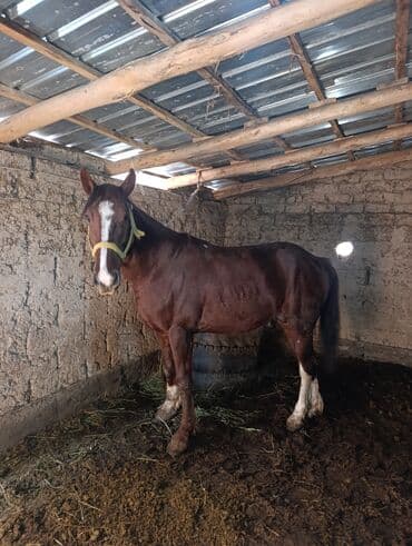 продажа домашних животных: Продаю | Конь (самец) | Полукровка | Для разведения | Племенные — 5