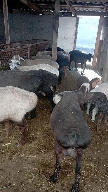 витамины для овец: Продаю | Овца (самка) | Для разведения | Племенные — 4