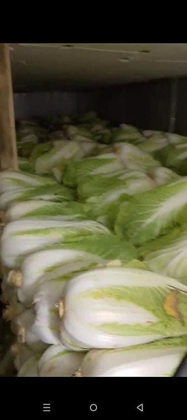 Промышленная химия: Капуста Пекинская — 2