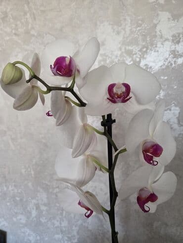 цветы комнатный: Комнатные растения в кашпо 1) Фаленопсис (орхидея) — белые крупные — 1
