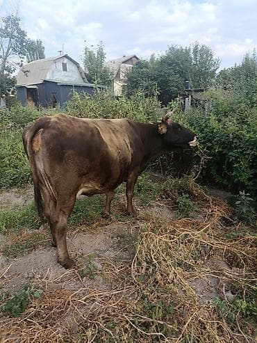 клетки для птицы: Продаю | Корова (самка) | Для молока | Привязанные — 6