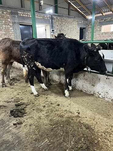 бенгальская кошка цена бишкек: Продаю | Корова (самка) | Алатауская | Для молока | Привязанные — 1