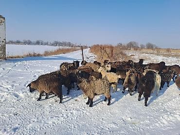 бараны мериносы: Ушул улак чебичтер сатылар оптом 37баш ургачы серке аралаш круг 37 — 1
