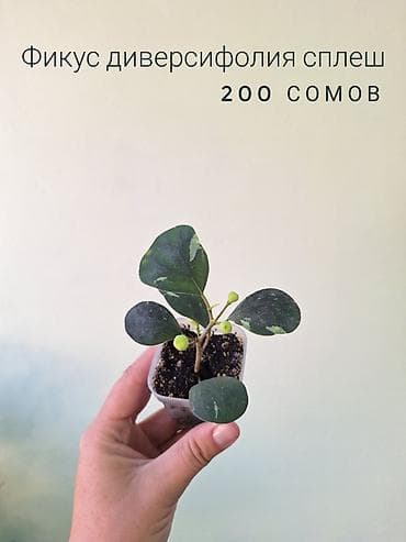 из ротанга: 🌿 Комнатные растения/цветы (детки/молодые растения). 🪴 Названия и цены — 10