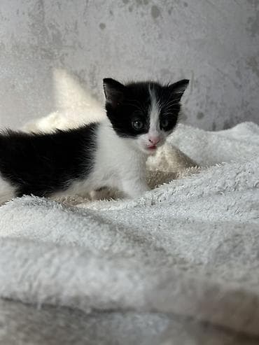 сеамская кошка: Котята от домашней кошки с яркой сиамской окраской и голубыми глазами — 2